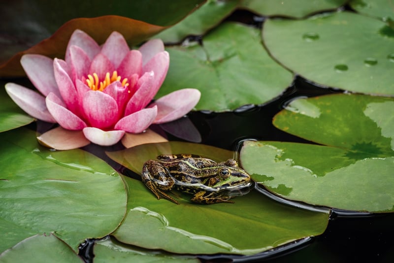 Underwater Garden Pond